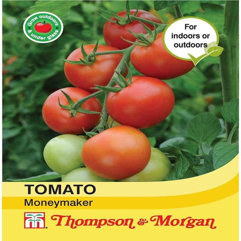 Tomato Moneymaker